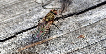 Macro close-up of a fly on weathered wood