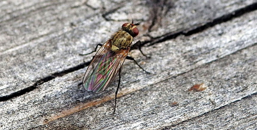 Macro close-up of a fly on weathered wood