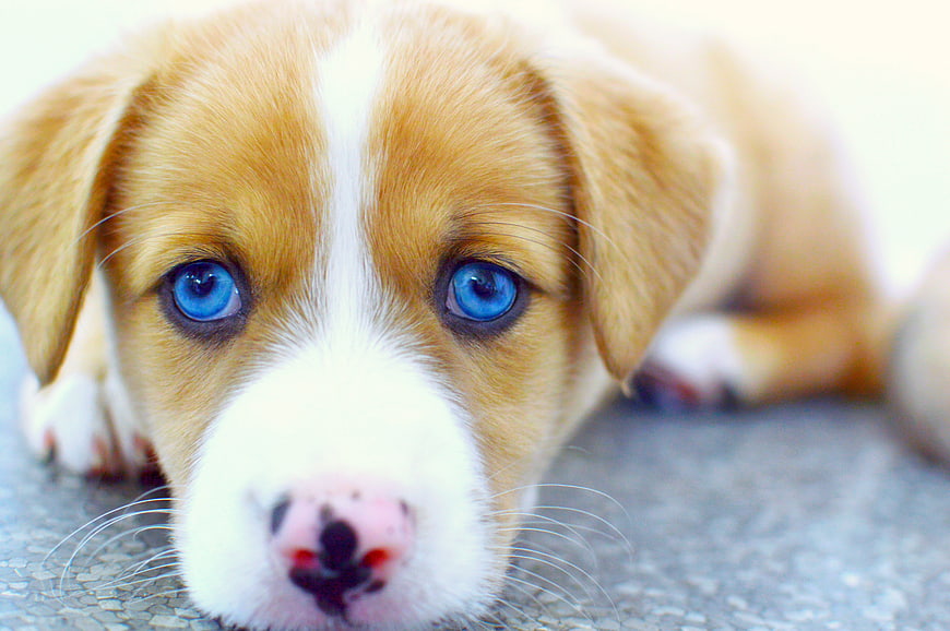 Close-up of a cute puppy with bright blue eyes