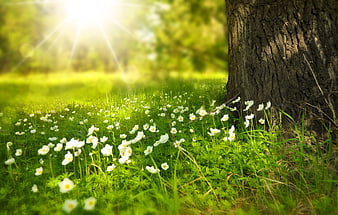 White Wildflowers Blooming in Sunlit Meadow Under Tree