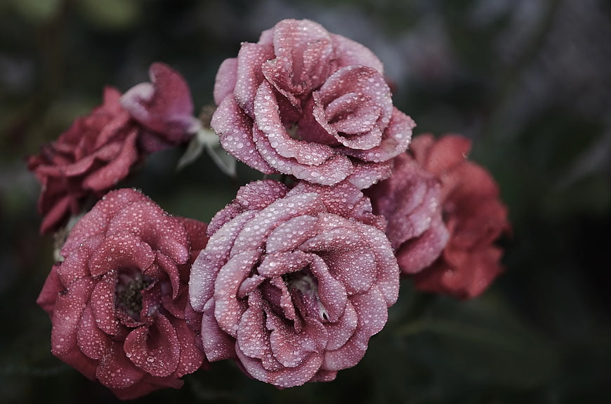 Close-up of pink roses with water droplets on petals