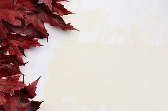 Red autumn maple leaves on textured white background with copyspace
