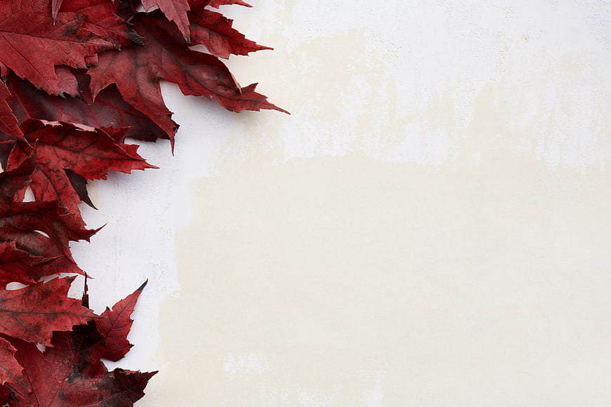 Red autumn maple leaves on textured white background with copyspace
