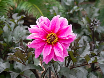 Vibrant Pink Dahlia Flower in Garden
