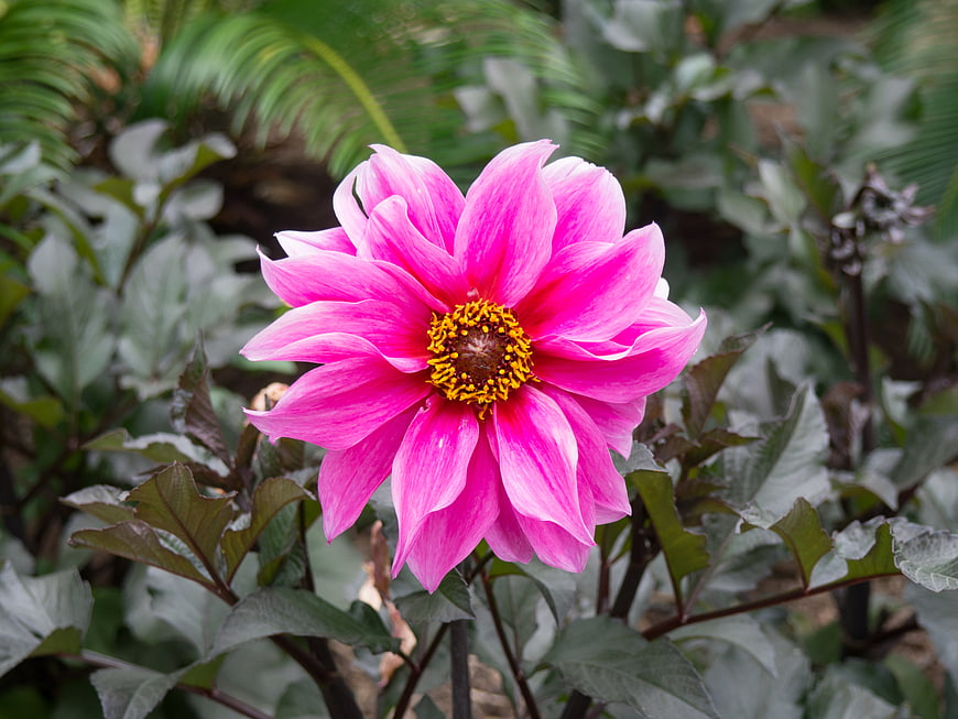 Vibrant Pink Dahlia Flower in Garden