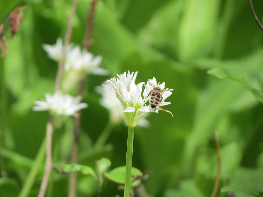 Honeybee Pollinating White Wildflower in Green Meadow