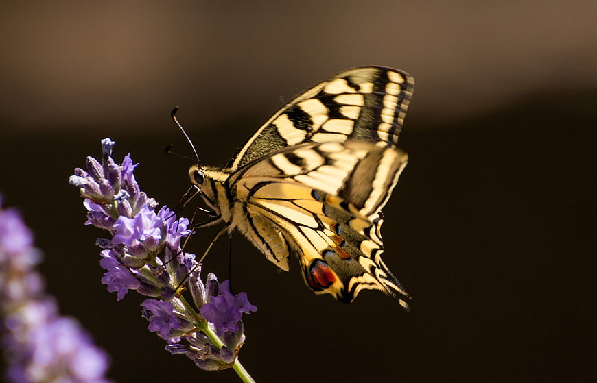 Eastern Tiger Swallowtail Butterfly on Lavender Flower