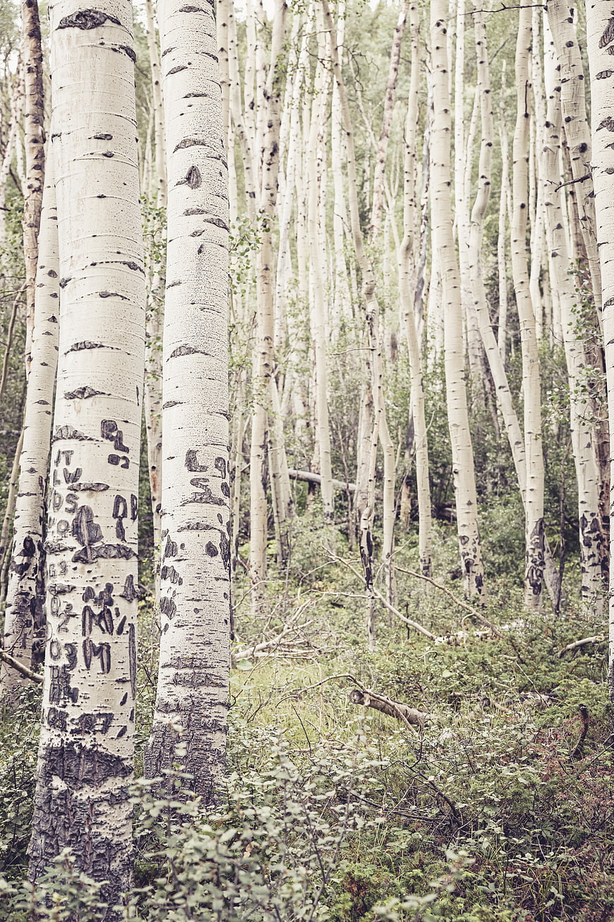 Vertical White Birch Tree Trunks in Dense Forest