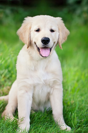 Cute Golden Retriever Puppy Sitting On Green Grass