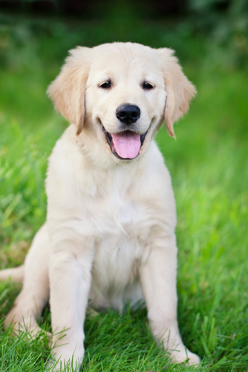 Cute Golden Retriever Puppy Sitting On Green Grass