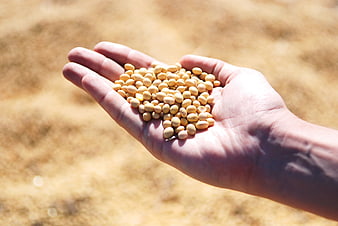 Hand Holding Soybean Seeds In Sunlit Agricultural Field