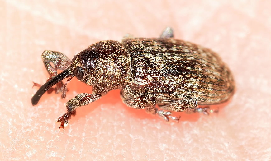 Macro Close-Up of Brown Weevil Insect on Pink Surface