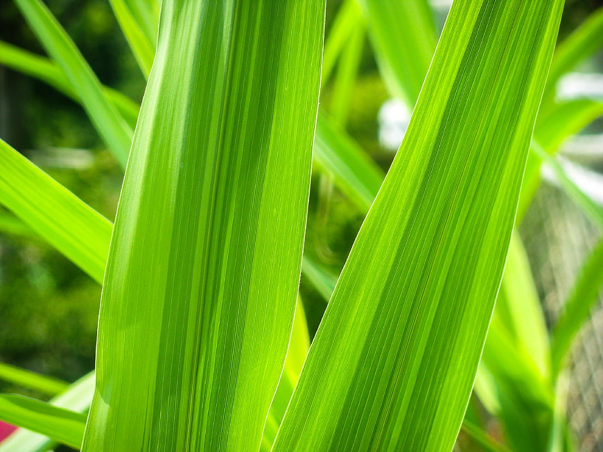 Close-up of vibrant green plant leaves with natural texture