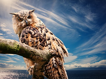 Eurasian Eagle Owl Perched on Branch Against Blue Sky