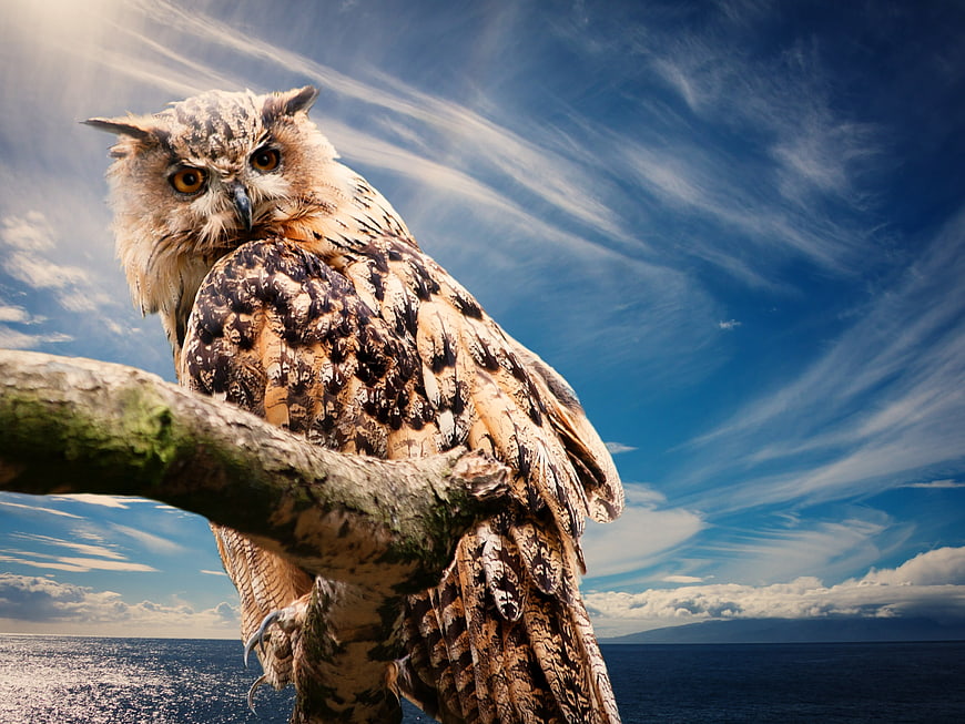 Eurasian Eagle Owl Perched on Branch Against Blue Sky
