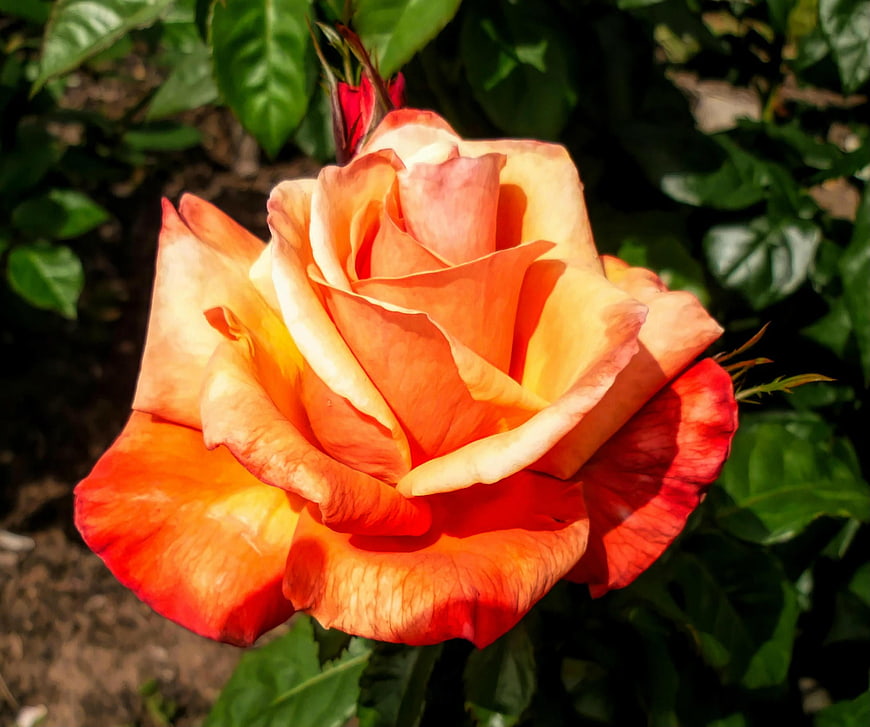 Vibrant Orange and Yellow Rose Close-Up in Garden