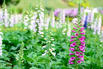 Vibrant pink and white foxglove flowers in a lush garden