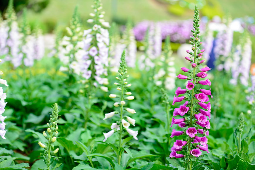 Vibrant pink and white foxglove flowers in a lush garden