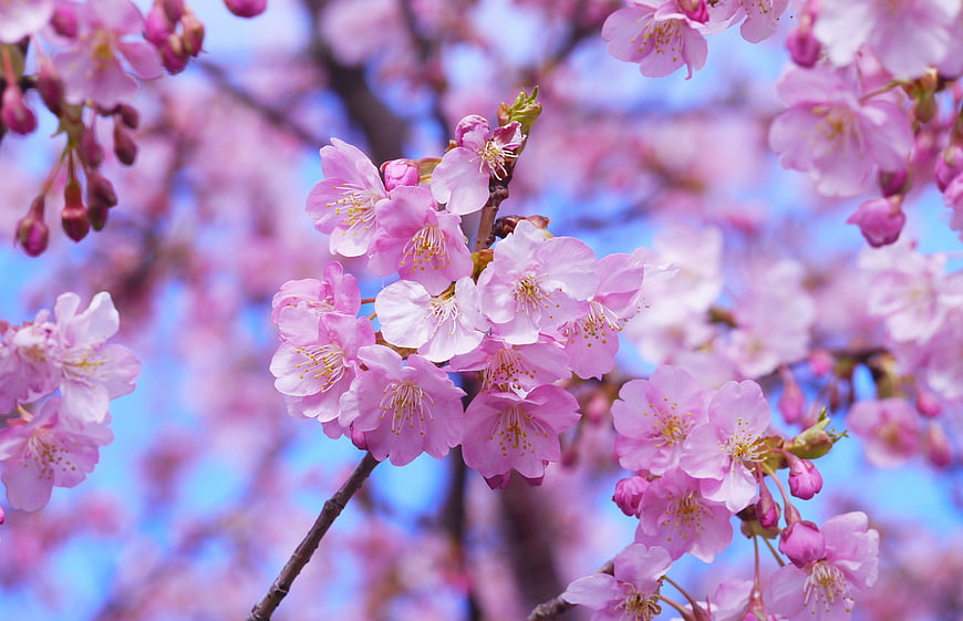 Pink Cherry Blossoms on Branch Against Blue Sky