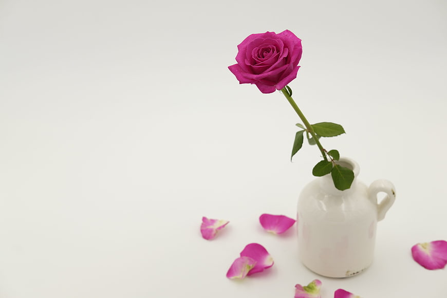 Single Pink Rose in White Ceramic Vase with Scattered Petals