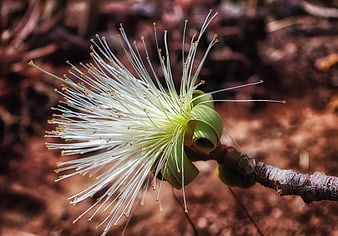 Close-up of White Pseudobombax Flower with Long Stamens