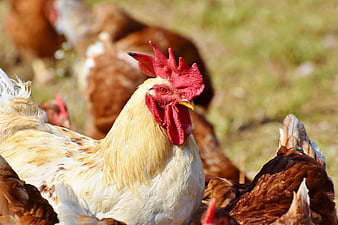 Close-up of a white rooster with red comb in a farm flock