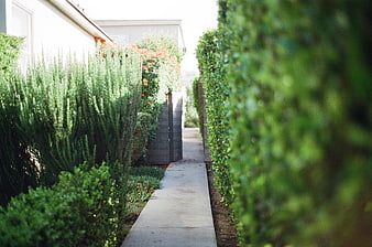 Narrow Garden Pathway Lined with Green Hedges and Flowers