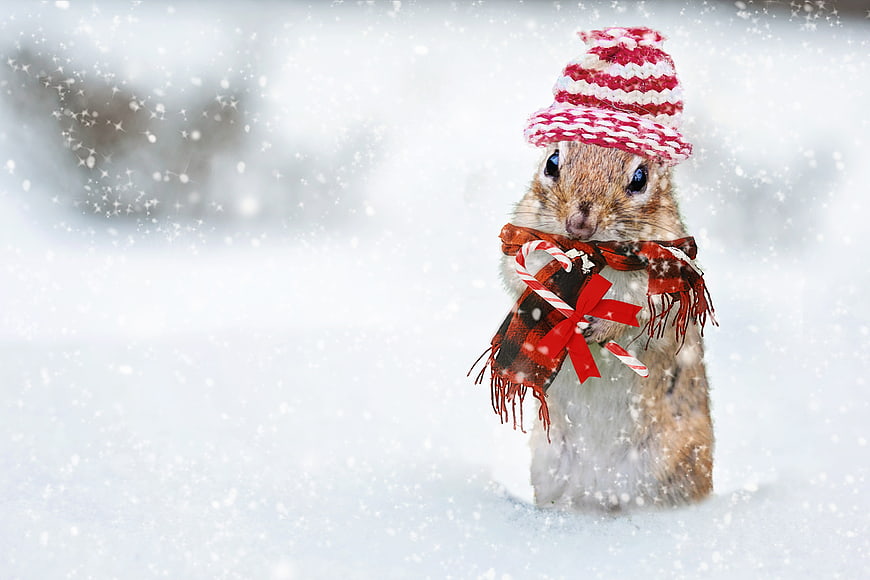 Cute Chipmunk Wearing Knit Hat and Scarf in Snow