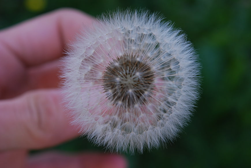 Close-up of a hand holding a dandelion seed head
