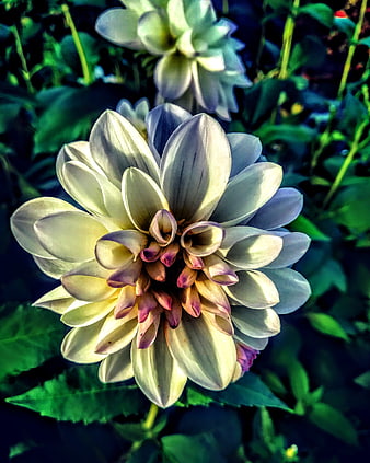 Close-up of a white dahlia flower with purple center