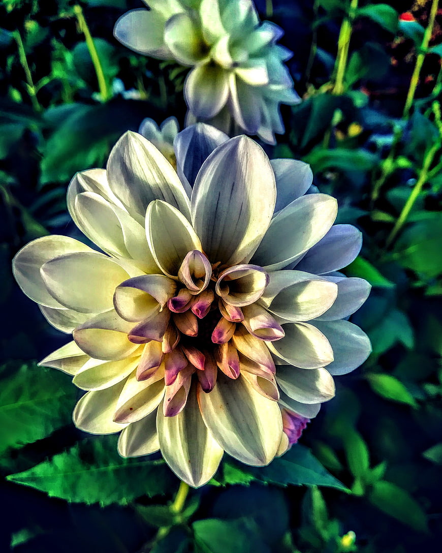 Close-up of a white dahlia flower with purple center