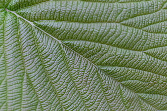 Macro Texture of Green Leaf Veins and Surface Pattern