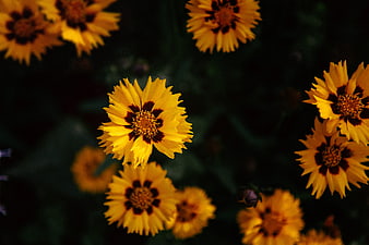Yellow Coreopsis Flowers with Dark Centers in Garden