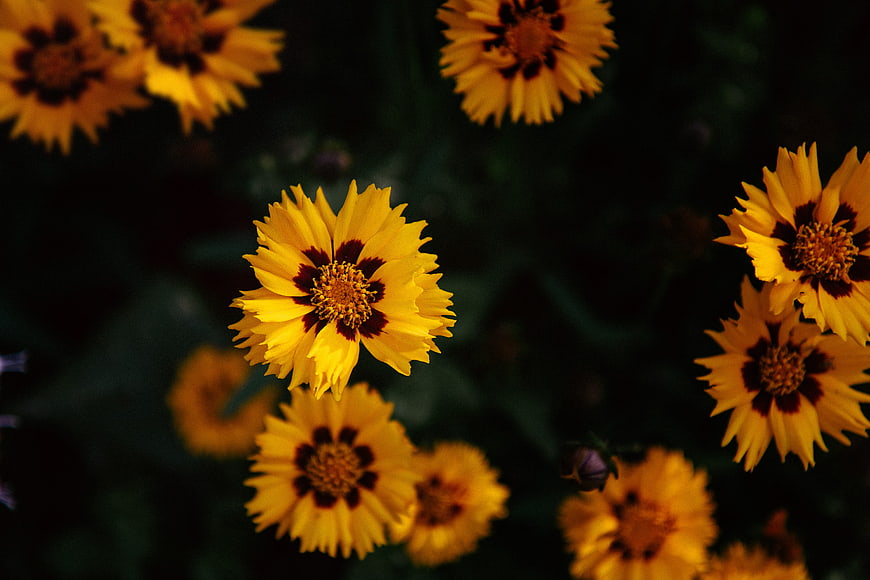 Yellow Coreopsis Flowers with Dark Centers in Garden