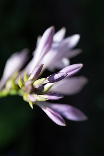 Close-up of purple hosta flower buds against dark background