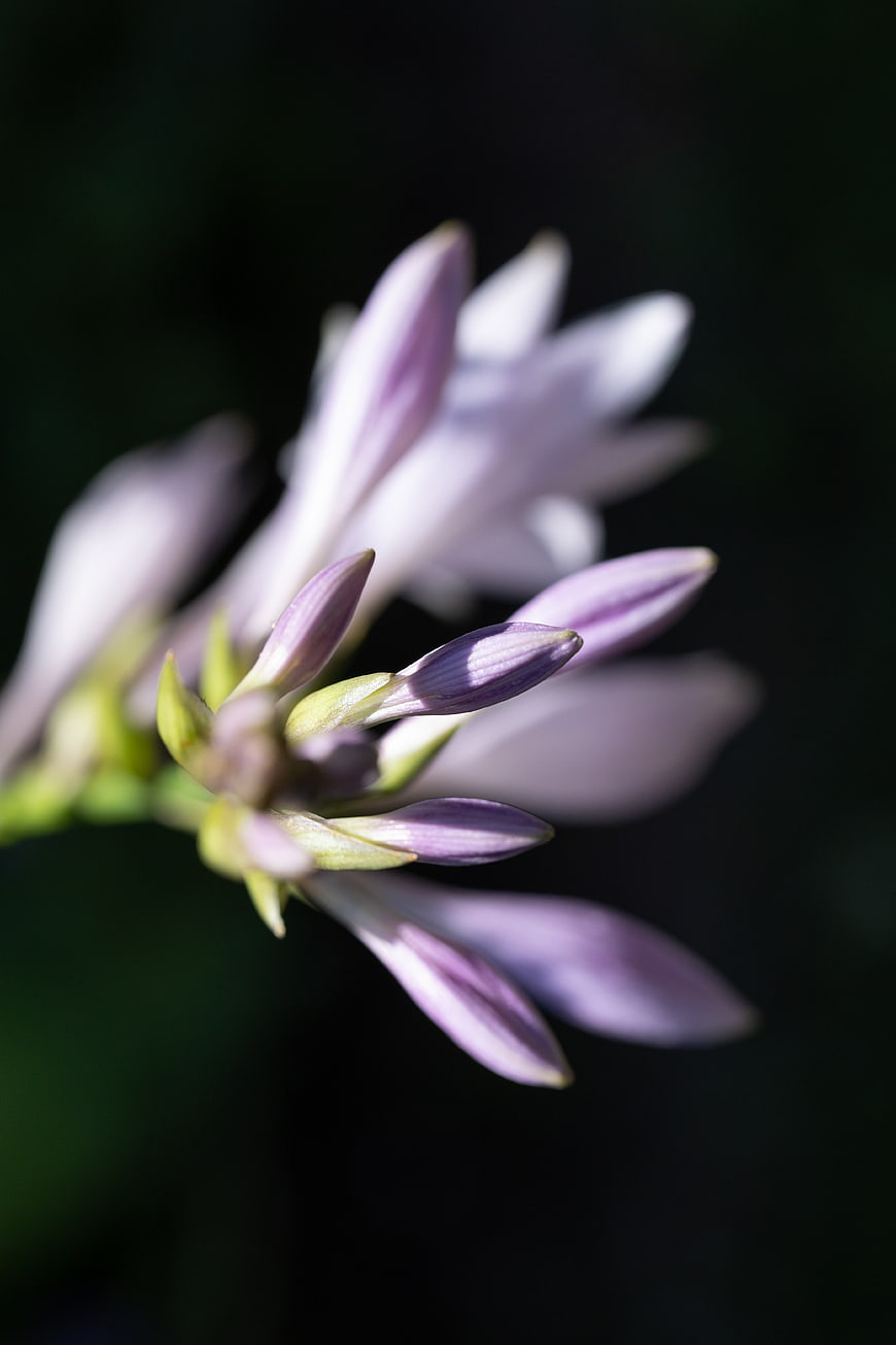 Close-up of purple hosta flower buds against dark background