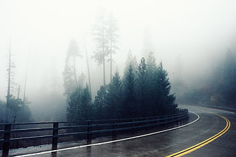 Winding Road Through Foggy Forest with Guardrail