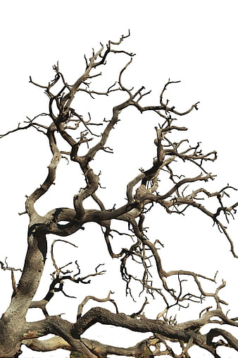 Twisted Bare Tree Branches on White Background