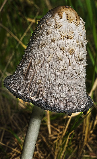 Close-up of Shaggy Ink Cap Mushroom in Grass