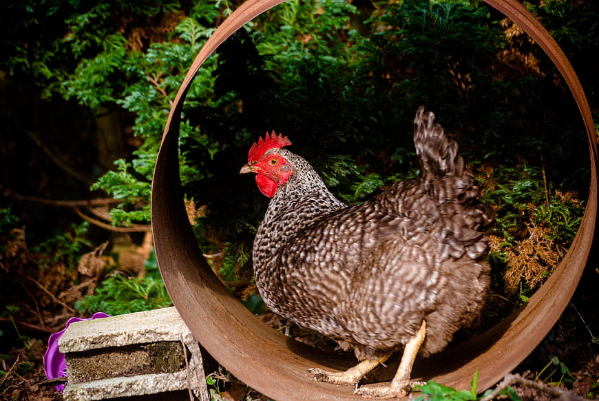 Speckled Chicken Standing in Rusty Metal Ring in Garden