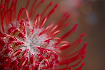 Macro Close-Up of Red Protea Flower with Bokeh Background