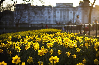 Vibrant yellow daffodils blooming in a park with blurred palace background