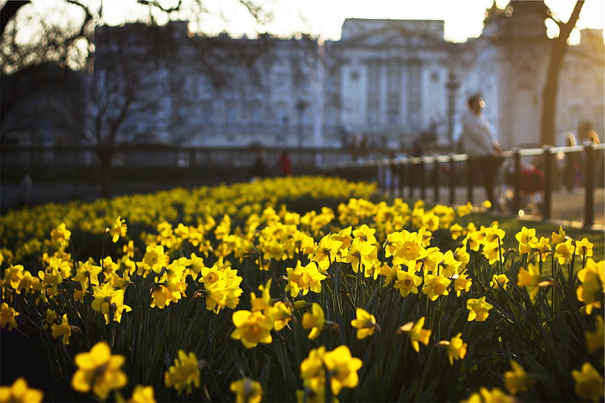Vibrant yellow daffodils blooming in a park with blurred palace background