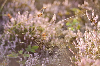 Delicate Spider Web Among Purple Heather Flowers