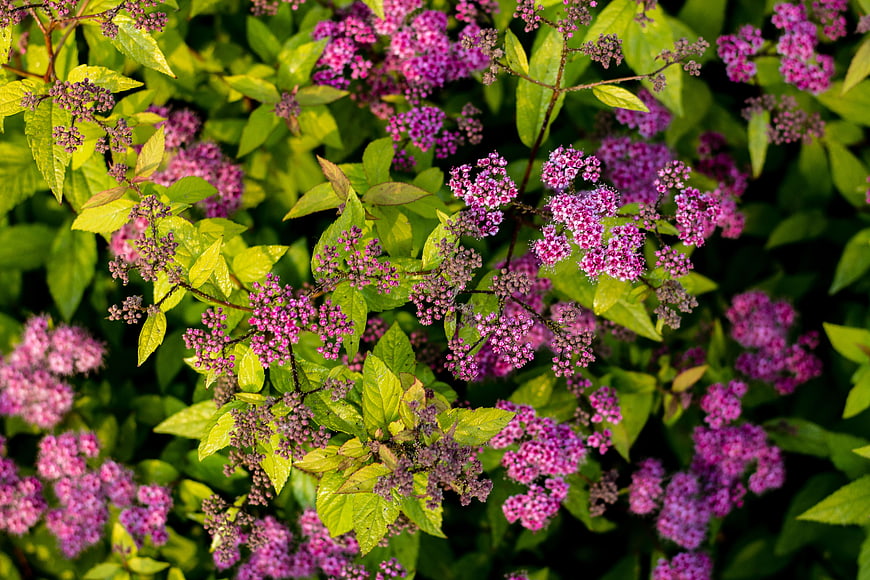 Vibrant Purple Spirea Flowers with Green Leaves
