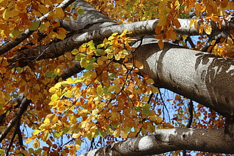 Low angle view of autumn beech tree branches with yellow leaves