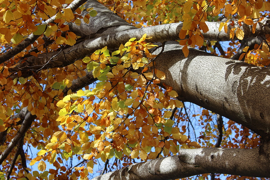 Low angle view of autumn beech tree branches with yellow leaves