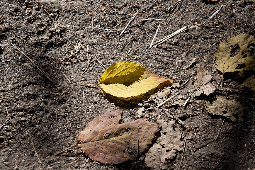 Yellow autumn leaf on dark soil ground texture