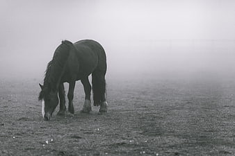 Lone Horse Grazing in Misty Black and White Field