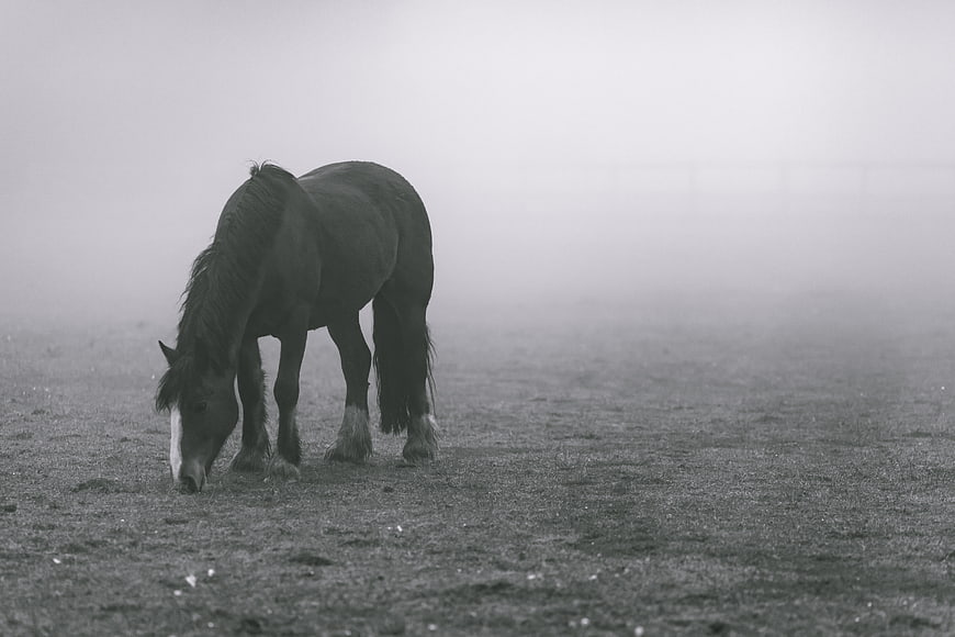 Lone Horse Grazing in Misty Black and White Field